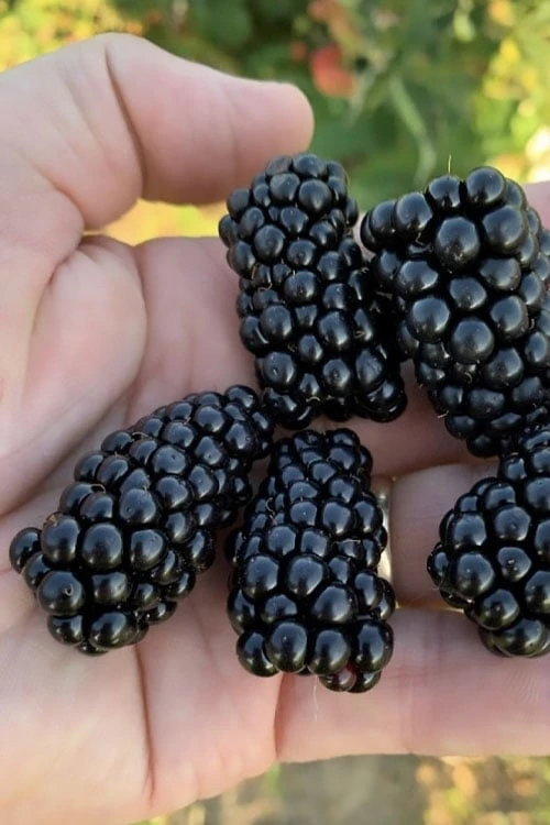 Prime Ark Horizon Blackberry Plant - 1 Gallon Pot Prime Ark Horizon Blackberry Plant - 1 Gallon Pot -Garden Plant Shop rubus prime ark horizon blackberry 1