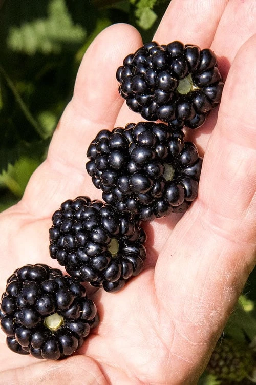 Ponca Thornless Blackberry - 1 Gallon Pot Ponca Thornless Blackberry - 1 Gallon Pot -Garden Plant Shop rubus sweet ark ponca thornless blackberry 1