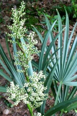 Blue Stem Dwarf Palmetto Palm (Sabal Minor) - 7 Gallon Pot 5 Blue Stem Dwarf Palmetto Palm (Sabal Minor) - 7 Gallon Pot -Garden Plant Shop sabal minor dwarf blue stem palmetto palm 1