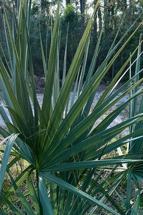 Blue Stem Dwarf Palmetto Palm (Sabal minor) - 3 Gallon Pot Blue Stem Dwarf Palmetto Palm (Sabal Minor) - 3 Gallon Pot -Garden Plant Shop sabal minor dwarf blue stem palmetto palm 3 1