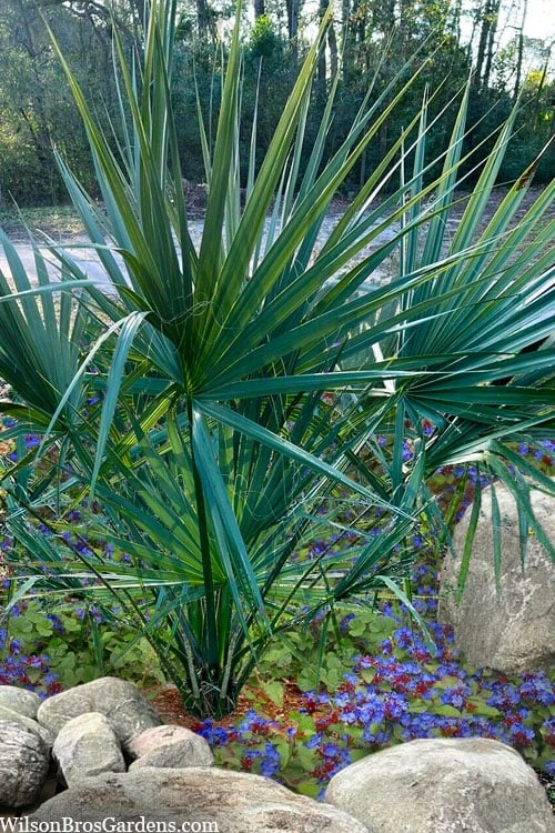 Blue Stem Dwarf Palmetto Palm (Sabal minor) - 3 Gallon Pot Blue Stem Dwarf Palmetto Palm (Sabal Minor) - 3 Gallon Pot -Garden Plant Shop sabal minor dwarf blue stem palmetto palm 5 1