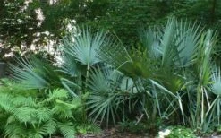 Blue Stem Dwarf Palmetto Palm (Sabal Minor) - 7 Gallon Pot 6 Blue Stem Dwarf Palmetto Palm (Sabal Minor) - 7 Gallon Pot -Garden Plant Shop sabal minor dwarf blue stem palmetto palm 6