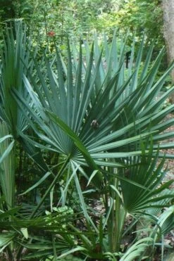 Blue Stem Dwarf Palmetto Palm (Sabal Minor) - 3 Gallon Pot