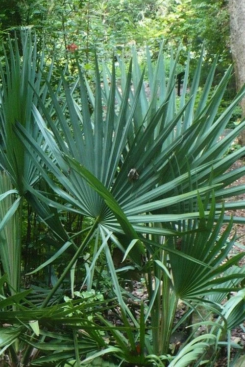 Blue Stem Dwarf Palmetto Palm (Sabal minor) - 3 Gallon Pot Blue Stem Dwarf Palmetto Palm (Sabal Minor) - 3 Gallon Pot -Garden Plant Shop sabal minor dwarf blue stem palmetto palm 7 1