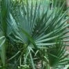 Blue Stem Dwarf Palmetto Palm (Sabal Minor) - 7 Gallon Pot