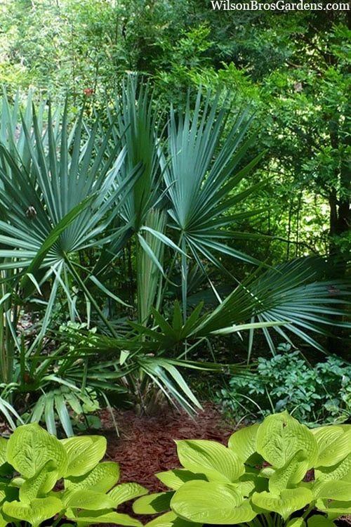 Blue Stem Dwarf Palmetto Palm (Sabal minor) - 7 Gallon Pot Blue Stem Dwarf Palmetto Palm (Sabal Minor) - 7 Gallon Pot -Garden Plant Shop sabal minor dwarf blue stem palmetto palm 8