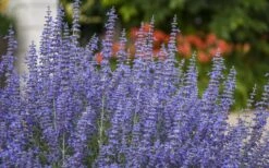 Denim N' Lace Russian Sage (Perovskia) - 1 Gallon Pot 4 Denim N' Lace Russian Sage (Perovskia) - 1 Gallon Pot -Garden Plant Shop sage russian denim n lace 800x500 1