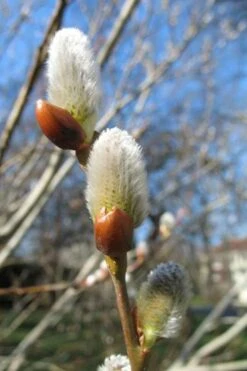 American Pussy Willow (Salix Discolor) - 1 Gallon Pot -Garden Plant Shop salix bicolor pussy willow 10