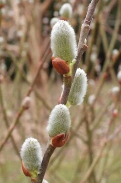 American Pussy Willow (Salix Discolor) - 1 Gallon Pot -Garden Plant Shop salix bicolor pussy willow 2