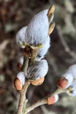 American Pussy Willow (Salix Discolor) - 1 Gallon Pot -Garden Plant Shop salix discolor american pussy willow 3
