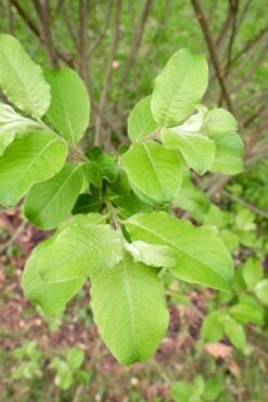 American Pussy Willow (Salix Discolor) - 1 Gallon Pot -Garden Plant Shop salix discolor pussy willow 11