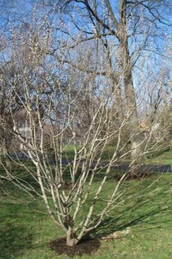 American Pussy Willow (Salix Discolor) - 1 Gallon Pot -Garden Plant Shop salix discolor pussy willow 12