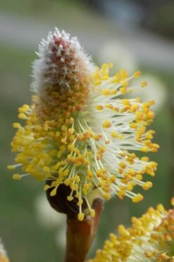 American Pussy Willow (Salix Discolor) - 1 Gallon Pot -Garden Plant Shop salix discolor pussy willow 7