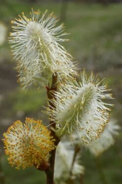 American Pussy Willow (Salix Discolor) - 1 Gallon Pot -Garden Plant Shop salix discolor pussy willow 8
