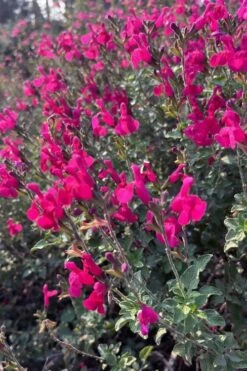 Heatwave Brilliance Salvia (Sage) - 1 Gallon Pot 3 Heatwave Brilliance Salvia (Sage) - 1 Gallon Pot -Garden Plant Shop salvia greggii heatwave brilliance 10