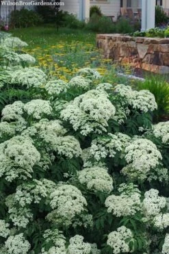 Ranch American Elderberry (Sambucus Canadensis) - 1 Gallon Pot 3 Ranch American Elderberry (Sambucus Canadensis) - 1 Gallon Pot -Garden Plant Shop sambucus nigra canadensis common elderberry 12 7