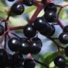 American Elderberry (Sambucus Nigra Canadensis) - 3 Pack Of 1.5 Quart Pots