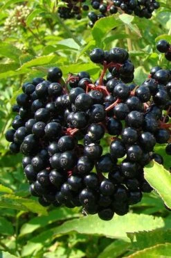 Adam's American Elderberry (Sambucus Canadensis) - 3 Gallon Pot -Garden Plant Shop sambucus nigra canadensis common elderberry 4 3