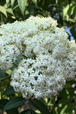 American Elderberry (Sambucus Nigra Canadensis) - 3 Pack Of 1.5 Quart Pots -Garden Plant Shop sambucus nigra canadensis common elderberry 9 5