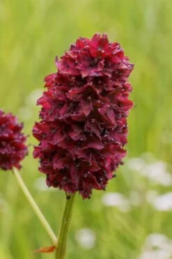 Great Burnet (Sanguisorba Officinalis) - 1 Gallon Pot -Garden Plant Shop sanguisorba officinalis great burnet 2