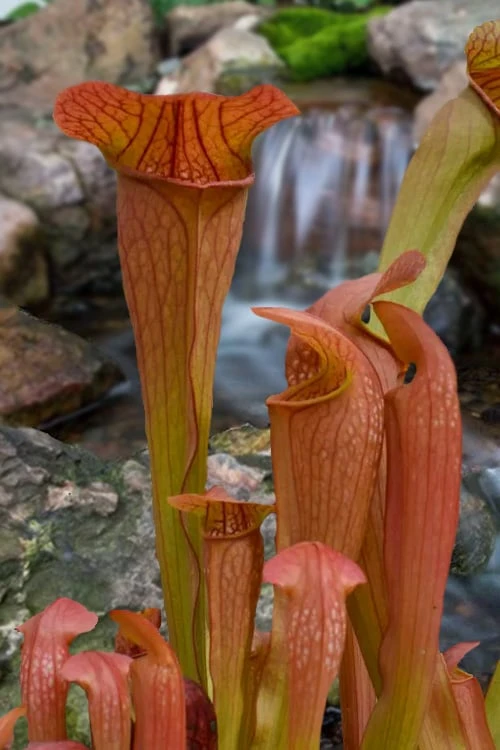 Bug Bat Pitcher Plant (Sarracenia) - 2.5 Quart Pot Bug Bat Pitcher Plant (Sarracenia) - 2.5 Quart Pot -Garden Plant Shop sarracenia bug bat pitcher plant 2