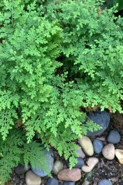 Arborvitae Fern (Selaginella Braunii) - 2.5 Quart Pot -Garden Plant Shop selaginella braunii arborvitae fern 2