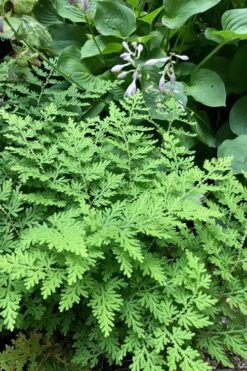 Arborvitae Fern (Selaginella Braunii) - 1 Gallon Pot -Garden Plant Shop selaginella braunii arborvitae fern 3 1