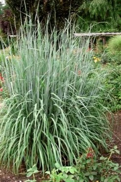 Yellow Indian Grass (Sorghastrum Nutans) - 6 Pack Of 1 Gallon Pots -Garden Plant Shop sorghastrum nutans yellow indian grass 10