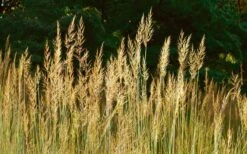 Yellow Indian Grass (Sorghastrum Nutans) - 6 Pack Of 1 Gallon Pots -Garden Plant Shop sorghastrum nutans yellow indian grass 8