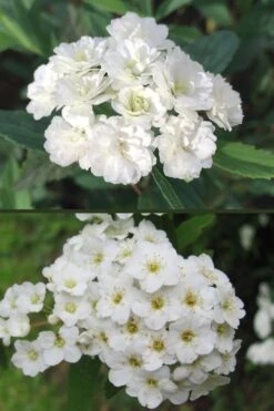 Reeves Bridal Wreath Spirea - 6 Pack Of 1 Gallon Pots 3 Reeves Bridal Wreath Spirea - 6 Pack Of 1 Gallon Pots -Garden Plant Shop spirea reeves flowers double and single 1 1