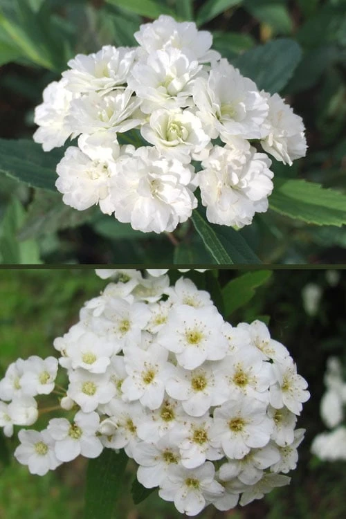 Reeves Bridal Wreath Spirea - 6 Pack of 1 Gallon Pots Reeves Bridal Wreath Spirea - 6 Pack Of 1 Gallon Pots -Garden Plant Shop spirea reeves flowers double and single 1 1