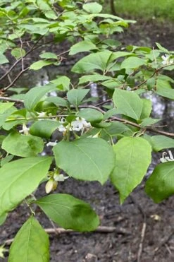 American Snowbell Tree (Styrax Americanus) - 1 Gallon Pot -Garden Plant Shop styrax americanus american snowbell 13