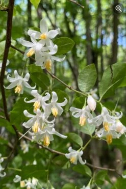 American Snowbell Tree (Styrax Americanus) - 1 Gallon Pot -Garden Plant Shop styrax americanus american snowbell 8
