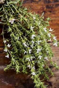 Summer Savory Plant - 6 Pack Of Pint Pots -Garden Plant Shop summer savory herb plant 7