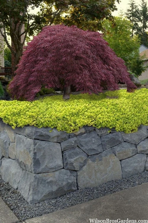 Archers Gold Lemon Thyme - Thymus citriodorus - 10 Pack of Pint Pots Archers Gold Lemon Thyme - Thymus Citriodorus - 10 Pack Of Pint Pots -Garden Plant Shop thymus archers gold 100 1