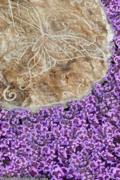 Caborn Wine & Roses Creeping Thyme - 5 Pack Of Quart Pots 3 Caborn Wine & Roses Creeping Thyme - 5 Pack Of Quart Pots -Garden Plant Shop thymus caborn wine and roses 2