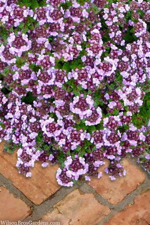 Caborn Wine & Roses Creeping Thyme - 5 Pack of Quart Pots Caborn Wine & Roses Creeping Thyme - 5 Pack Of Quart Pots -Garden Plant Shop thymus caborn wine and roses 3