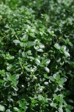 Lemon Creeping Thyme - 5 Pack Of Quart Pots -Garden Plant Shop thymus citrriodorus lemon thyme 2