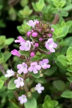 Lemon Creeping Thyme - 5 Pack Of Quart Pots -Garden Plant Shop thymus citrriodorus lemon thyme 5