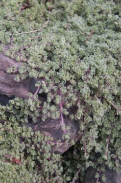 Woolly Creeping Thyme (Thymus Lanuginosis) - 6 Pack Of Pint Pots -Garden Plant Shop thymus lanuginosis wooly thyme 11