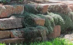 Woolly Creeping Thyme (Thymus Lanuginosis) - 6 Pack Of Pint Pots -Garden Plant Shop thymus lanuginosis wooly thyme 4