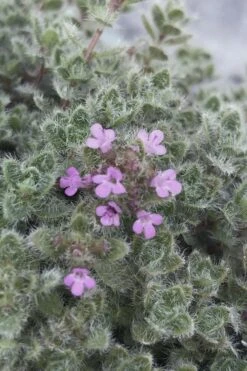 Woolly Creeping Thyme (Thymus Lanuginosis) - 6 Pack Of Pint Pots -Garden Plant Shop thymus lanuginosis wooly thyme 5
