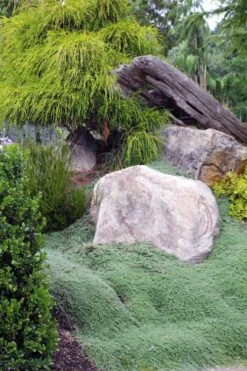 Woolly Creeping Thyme (Thymus Lanuginosis) - 6 Pack Of Pint Pots -Garden Plant Shop thymus lanuginosis wooly thyme 8