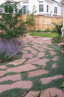 Woolly Creeping Thyme (Thymus Lanuginosis) - 6 Pack Of Pint Pots -Garden Plant Shop thymus lanuginosis wooly thyme 9