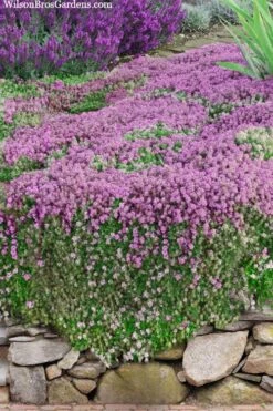 Magic Carpet Creeping Thyme (Thymus Serpyllum) - 6 Pack Of Pint Pots