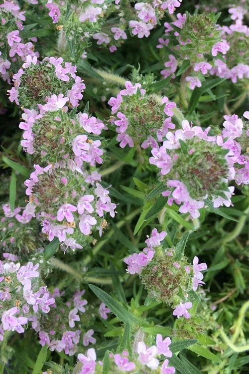 Spicy Orange Thyme - 6 Pack of Pint Pots Spicy Orange Thyme - 6 Pack Of Pint Pots -Garden Plant Shop thymus spicy orange thyme 11