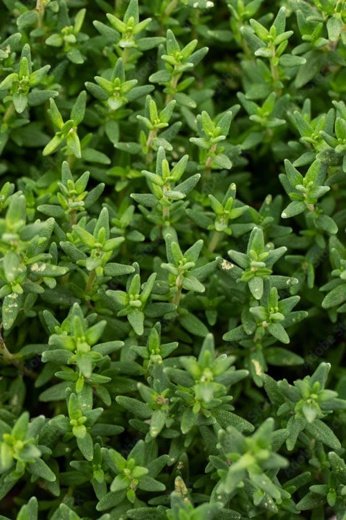 English Thyme (Thymus vulgaris) - 6 Pack of Pint Pots English Thyme (Thymus Vulgaris) - 6 Pack Of Pint Pots -Garden Plant Shop thymus vulgaris english thyme 2