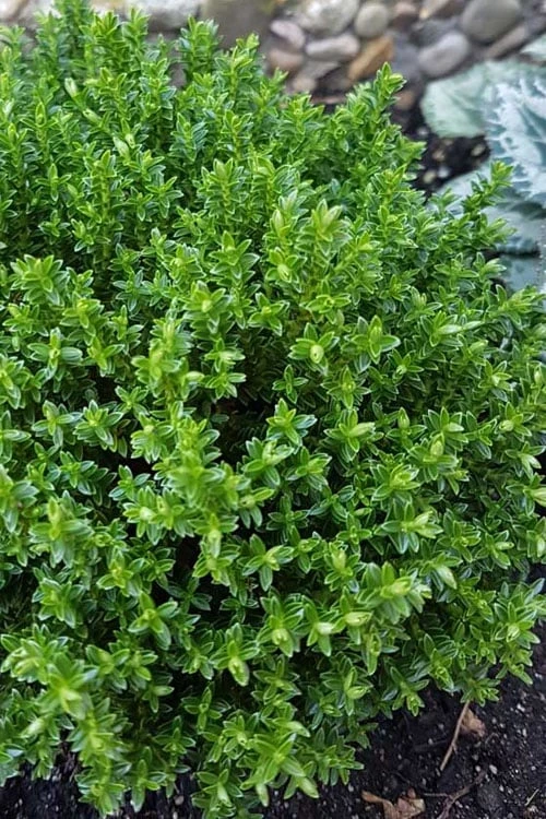 English Thyme (Thymus vulgaris) - 6 Pack of Pint Pots English Thyme (Thymus Vulgaris) - 6 Pack Of Pint Pots -Garden Plant Shop thymus vulgaris english thyme 3
