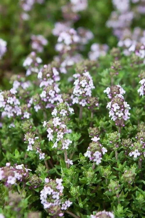 English Thyme (Thymus vulgaris) - 6 Pack of Pint Pots English Thyme (Thymus Vulgaris) - 6 Pack Of Pint Pots -Garden Plant Shop thymus vulgaris english thyme 4