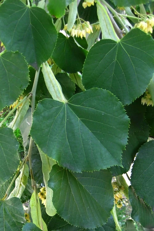American Basswood Tree (Tilia americana) - 3 Gallon Pot American Basswood Tree (Tilia Americana) - 3 Gallon Pot -Garden Plant Shop tilia americana basswood tree 1